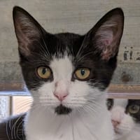 BRUME, chatte à adopter