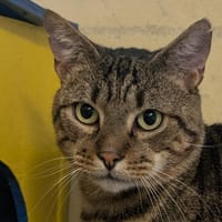 BAKOU, chat à adopter