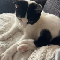 HOUESSIVO, chat à adopter