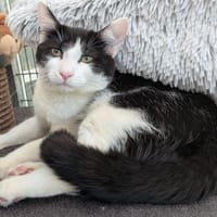 MASSY, chat à adopter