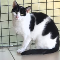 Sofia, chatte à adopter