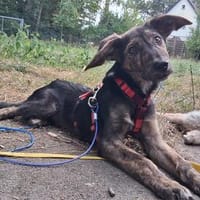 Ilva - wartet in 21255 Tostedt, Hündin zur Adoption