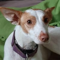 Chira ein Hund der leisen Worte, Hündin zur Adoption