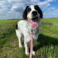 sanfter Riese ARNO sucht seine Familie, Hund zur Adoption