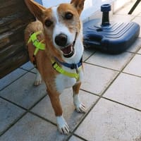 Vincent - Jackpot auf vier Pfoten, Hund zur Adoption