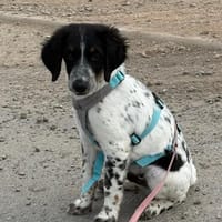 Loki sucht ein Zuhause, Hund zur Adoption