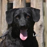 Lea, Hündin zur Adoption