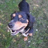Cleverer HOWIE sucht erfahrene Menschen, Hund zur Adoption