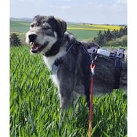Carlos - wartet in 07589 Münchenbernsdorf, Hund zur Adoption