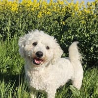 SPITHAS 35 cm, 10 Kilo, sozial sucht, Hund zur Adoption
