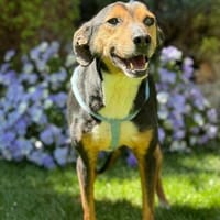 Beni wartet auf seiner Pflegestelle in Deutschland, Hund zur Adoption
