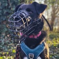 aktiver und kluger OREO, Hund zur Adoption