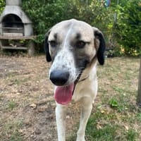 Nani mit den Sommersprossen, Hündin zur Adoption