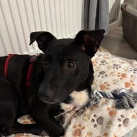 Unser kleiner Goldschatz Luis sucht seine Menschen, Hund zur Adoption