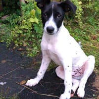 KLEINER CLOWN MIT KNOPFAUGEN - CUBE sucht sein Zuhause!, Hund zur Adoption