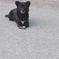 Darcy, ein vorsichtiges Herz sucht Geborgenheit, Hündin zur Adoption