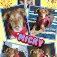 bezaubernder Welpenjunge Micky auf PS 92348, Hund zur Adoption