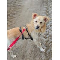 Mounty - wartet in 56379 Oberwies, Hund zur Adoption