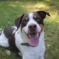 Bueno sucht erfahrene Menschen, Hund zur Adoption