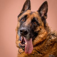 Bentley  intelligenter Schäferhund mit Power und Herz, Hund zur Adoption