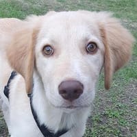 Fluffy-Boo, geb. ca. 04/2026, 44651 Herne, Hund zur Adoption
