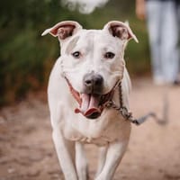 Abby - ist taub, Hündin zur Adoption