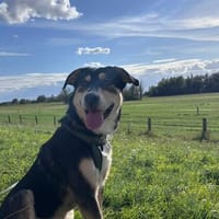 aktiver, fröhlicher Aarne sucht erfahrene Menschen, Hund zur Adoption