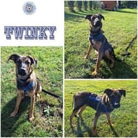 TWINKY ° Sonnenschein sucht seine Sonnenscheinfamilie, Hund zur Adoption