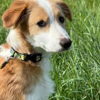 Liam-neugierig-verspielt-kinderlieb, Hund zur Adoption