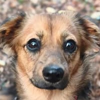PINKY-zuckersüße, kleinbleibende Juniorin 38cm, Hündin zur Adoption