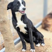 Iris Schwarze Schönheit sucht, Hündin zur Adoption