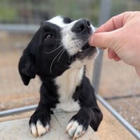 Iris Schwarze Schönheit sucht, Hündin zur Adoption