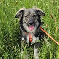 BELLA - soziale Kokoni Mix Hündin sucht, Hündin zur Adoption