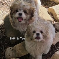 Shih und Tzu, Hund zur Adoption