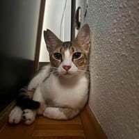 Dice, leise Entdeckerin, ca. 1 Jahr, Katze zur Adoption