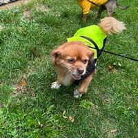 Kleine Pupuça, Hündin zur Adoption
