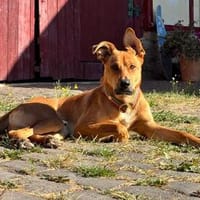 Hopi, feinfühliger Herzenshund, ca. 1 Jahr, Hund zur Adoption