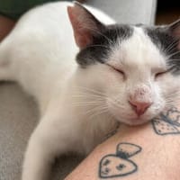 Orpheus, lebensfroher Kuschelkater, 11 Monate, Kater zur Adoption