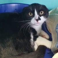 BERYX CHA, chat à adopter