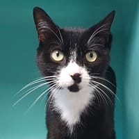 AIGLEFIN CHA, chat à adopter