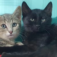 KIMI CHA, chatte à adopter