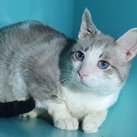 SAÏMIRI CHA, chat à adopter