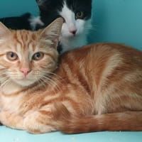 SANGHA CHA, chat à adopter
