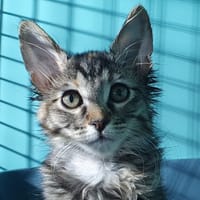 ODILE CHA, chatte à adopter