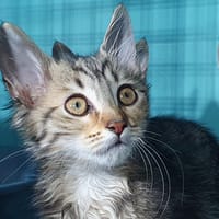 DENISE CHA, chatte à adopter
