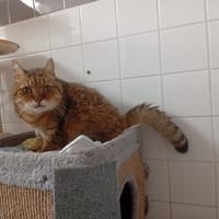 AMAL, chat à adopter