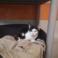 kiwi, chat à adopter