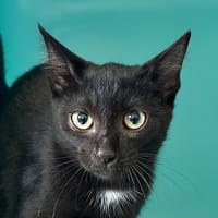Raleigh, chatte à adopter