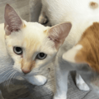 BURKINA, chatte à adopter