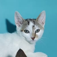 TENSEI CHA, chat à adopter
